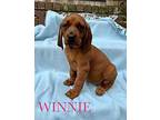 Winnie Redbone Coonhound Puppy Female