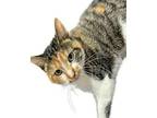Princess Domestic Shorthair Kitten Female