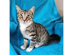 Cara YOUNG FEMALE Domestic Shorthair Young Female
