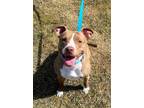 Lady Bug American Pit Bull Terrier Adult Female