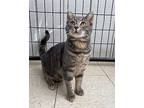 Leela Domestic Shorthair Young Female