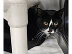 Charlie Domestic Shorthair Adult Male