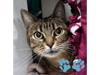 Lucy Domestic Shorthair Adult Female
