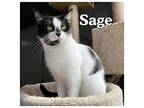 Sage - PetSmart Domestic Shorthair Adult Female