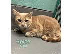 Spice Domestic Shorthair Adult Male