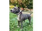 Goose American Pit Bull Terrier Adult Male
