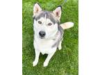 Newland Husky Adult Male