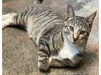 Hobbs Domestic Shorthair Kitten Male