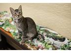 Harley Domestic Shorthair Young Male