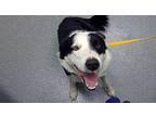 Rusty Border Collie Adult Male