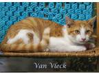 Van Vleck (C23-223) Domestic Shorthair Kitten Male
