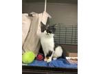 Pachbel Domestic Shorthair Young Male