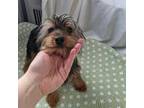 Yorkshire Terrier Puppy for sale in Bloomington, IN, USA