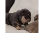 French Bulldog Puppy for sale in Kernersville, NC, USA