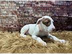 Hei Hei Mixed Breed (Medium) Puppy Female