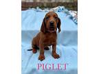 Piglet Redbone Coonhound Puppy Female