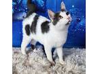 Gertrude Domestic Shorthair Adult Female