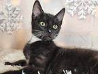 Frost Domestic Shorthair Kitten Male