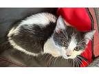 Cruz Domestic Shorthair Kitten Female