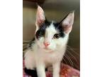 Lori Domestic Shorthair Kitten Female