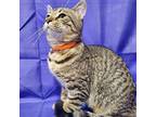 Chap Domestic Shorthair Kitten Male