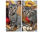 Roo - PetSmart Domestic Shorthair Young Male
