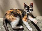 Paisley Calico Kitten Female