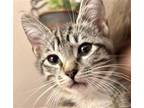 Little Bit Domestic Mediumhair Kitten Male