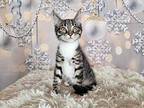 Evergreen Domestic Shorthair Kitten Male