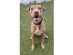 Vice American Pit Bull Terrier Young Male