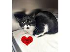 Joey - $55 Adoption Fee Special Domestic Shorthair Kitten Male