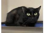 Panther Domestic Shorthair Young Female