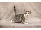 Little Grey Domestic Shorthair Young Male