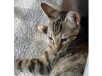 Debbie Domestic Shorthair Kitten Female