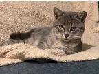 Shirley Domestic Shorthair Kitten Female