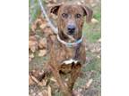 Breyer Mountain Cur Adult Male