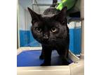 Raven Domestic Shorthair Young Male