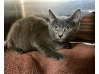 Shadowheart Domestic Shorthair Kitten Female