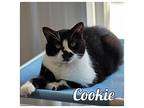 Cookie - PetSmart Domestic Mediumhair Adult Female