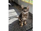 Penny Domestic Shorthair Kitten Female