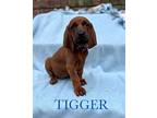 Tigger Redbone Coonhound Puppy Male