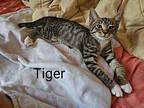 Tiger Domestic Shorthair Kitten Male