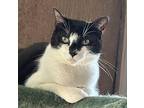 Phil Domestic Shorthair Adult Male