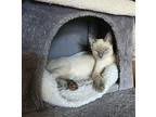 Arya Siamese Kitten Female