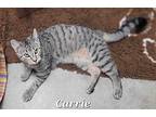 Carrie Domestic Shorthair Young Female