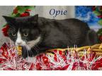 Opie (C23-301) Domestic Shorthair Young Male
