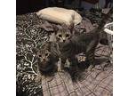 Delilah bonded with Faith Domestic Shorthair Kitten Female