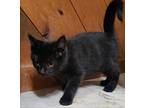 Midnight Domestic Shorthair Kitten Male