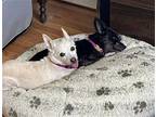 Ashley (black) & Heather (white) Bonded pair ~ Chihuahua Female