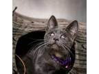 Adopt Lilac a Domestic Short Hair